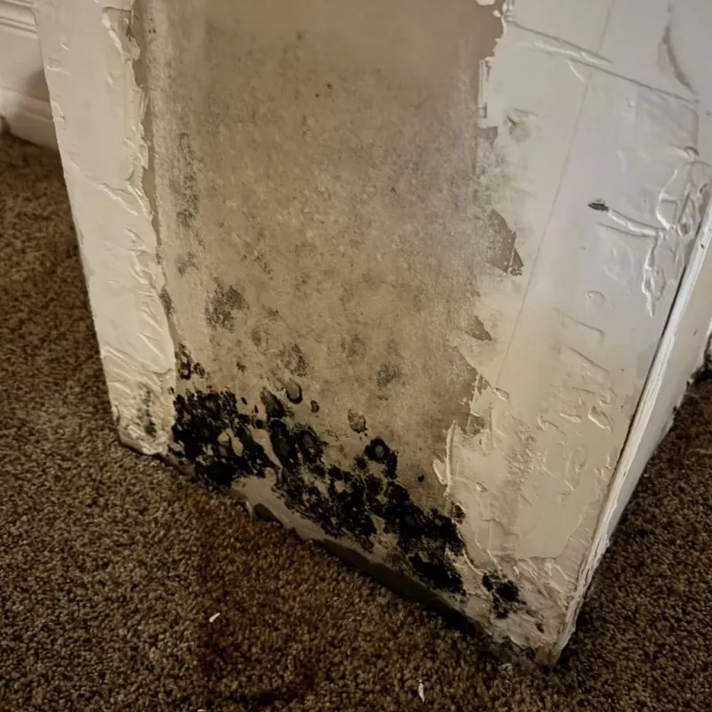 Professional Mold Removal in Exmore, VA